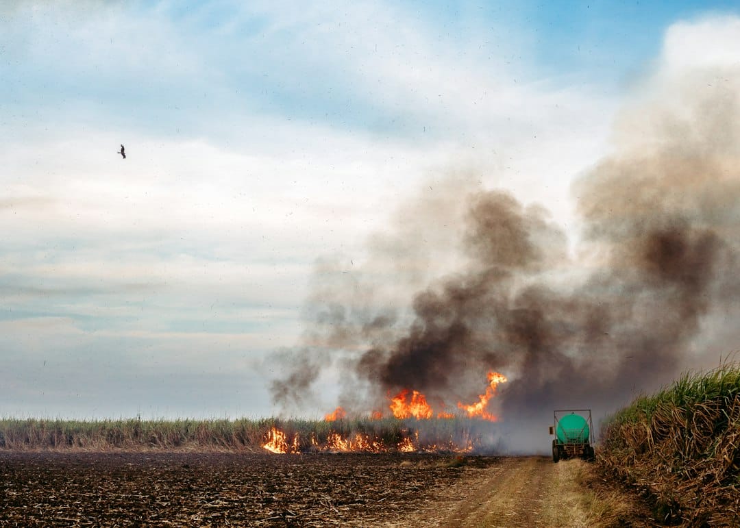 Incendios en feedlots y establecimientos de engorde intensivo: cómo manejar la hacienda viva durante la evacuación